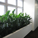 Rastliny pre interiér
